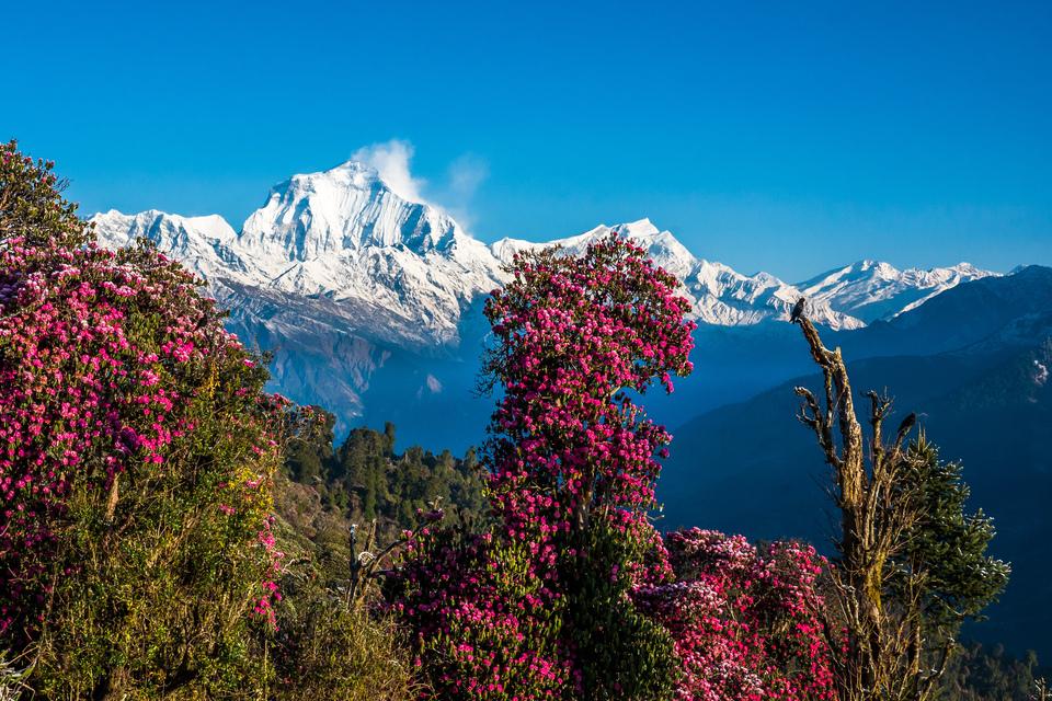 Annapurna Panorama Trek with Chitwan Jungle Safari