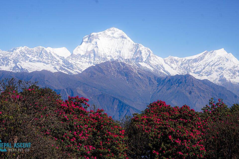 Annapurna Base Camp Trek for Seniors and Kids